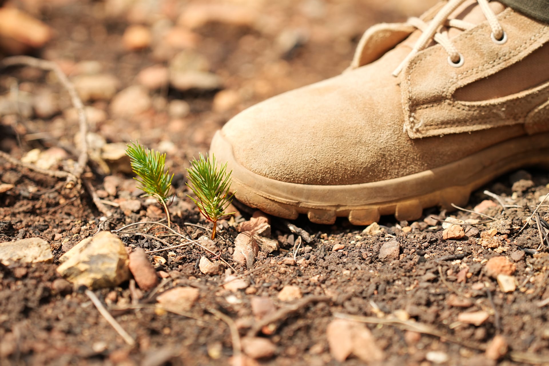 A pine seedling growing beside a work boot on stony ground