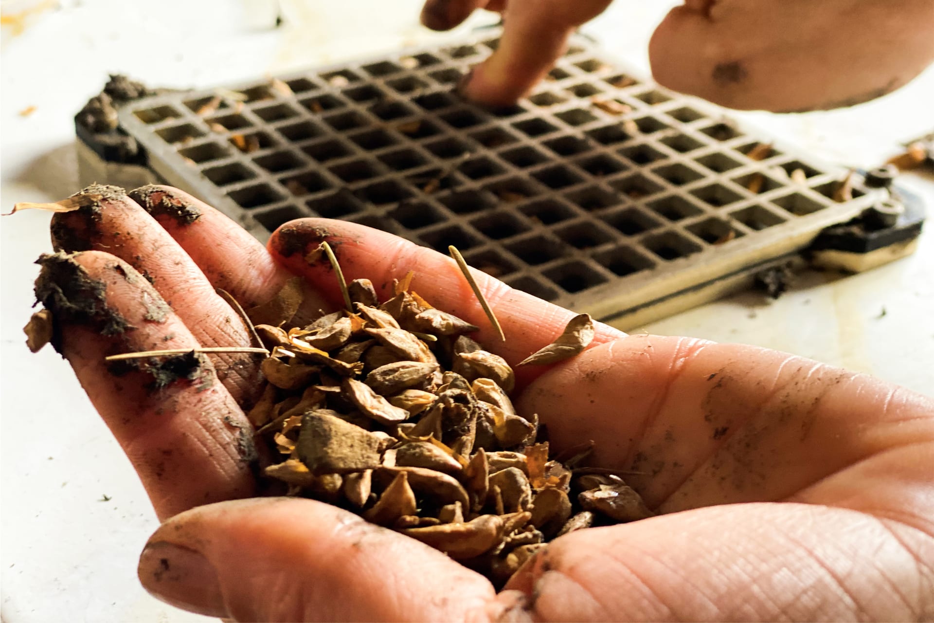 Hands holding prepared seeds