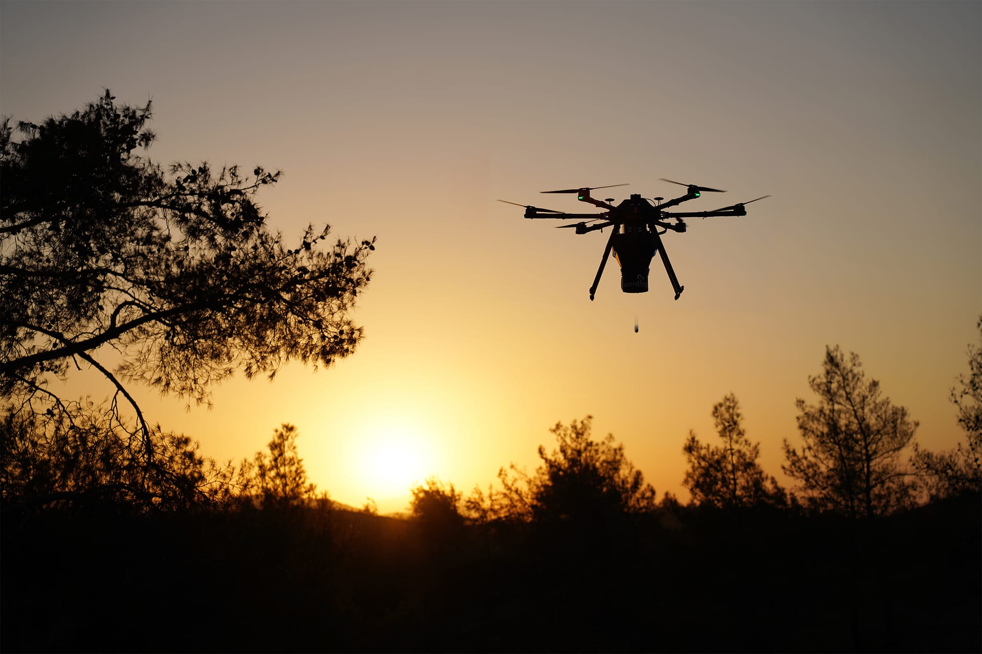 Çam ağaçlarının arasında, gün batımında tohum bırakan bir ecoDrone