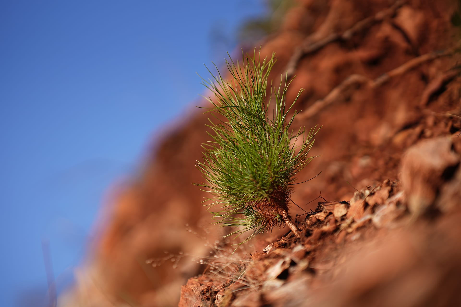 A young pine seedling taking root in red soil