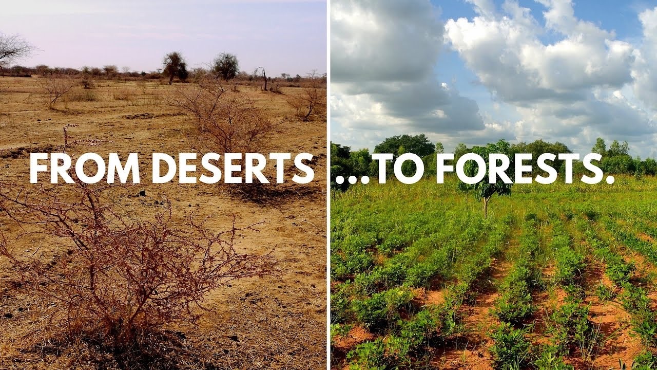 Ecosia tree planting and sustainability initiative