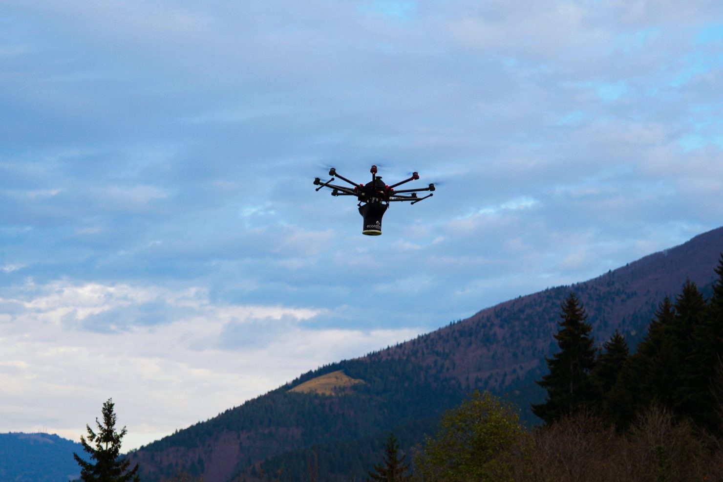 ecoDrone sows black pine seeds across restoration areas