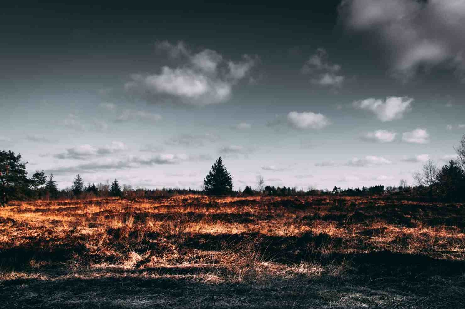 Charred land after a forest fire