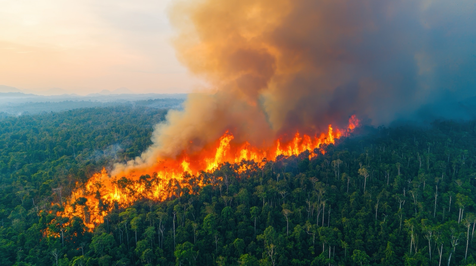 Forest fire spreading through woodland