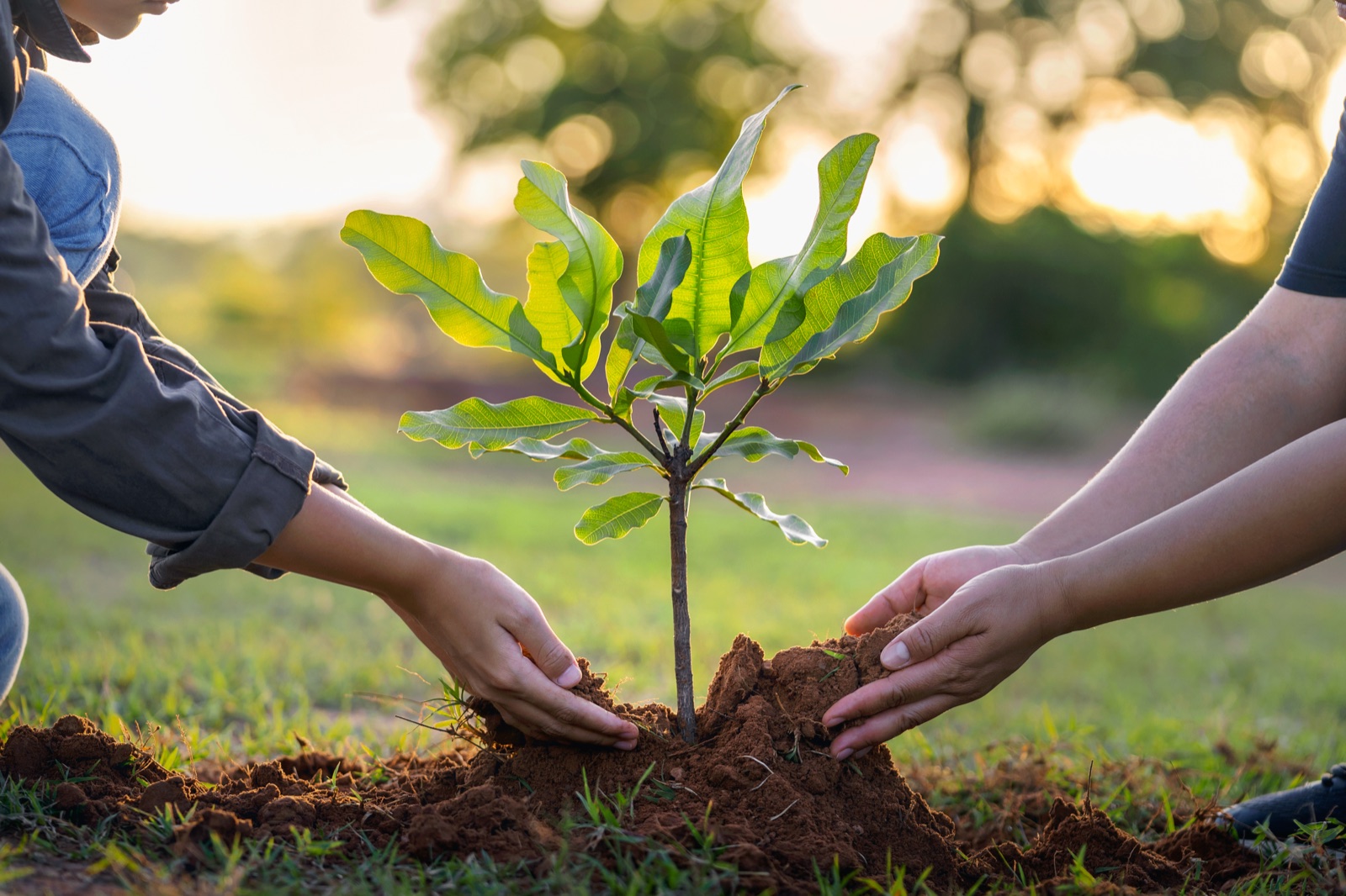 Hands planting a young tree at sunset