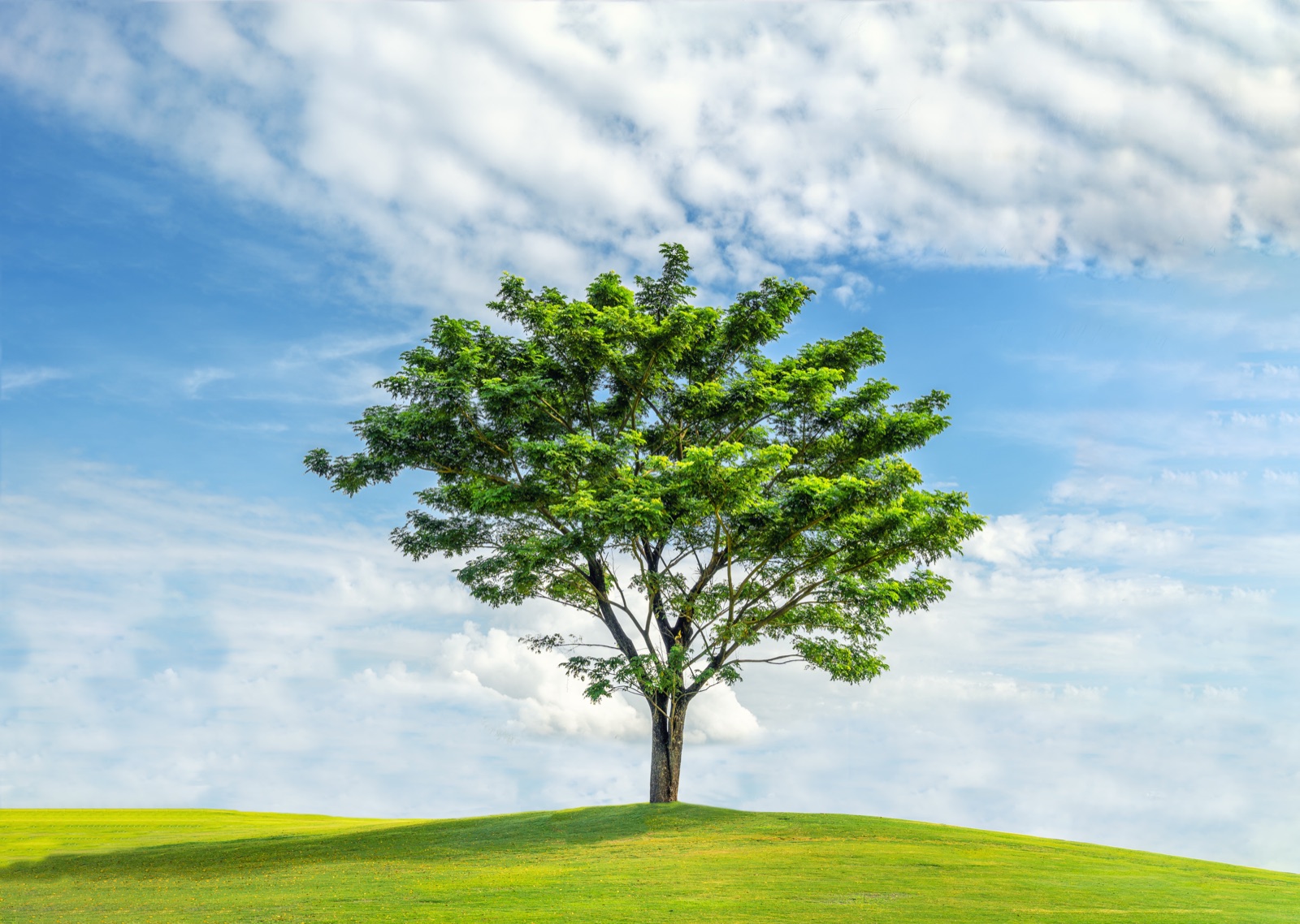 The growth journey of a tree from seed to maturity