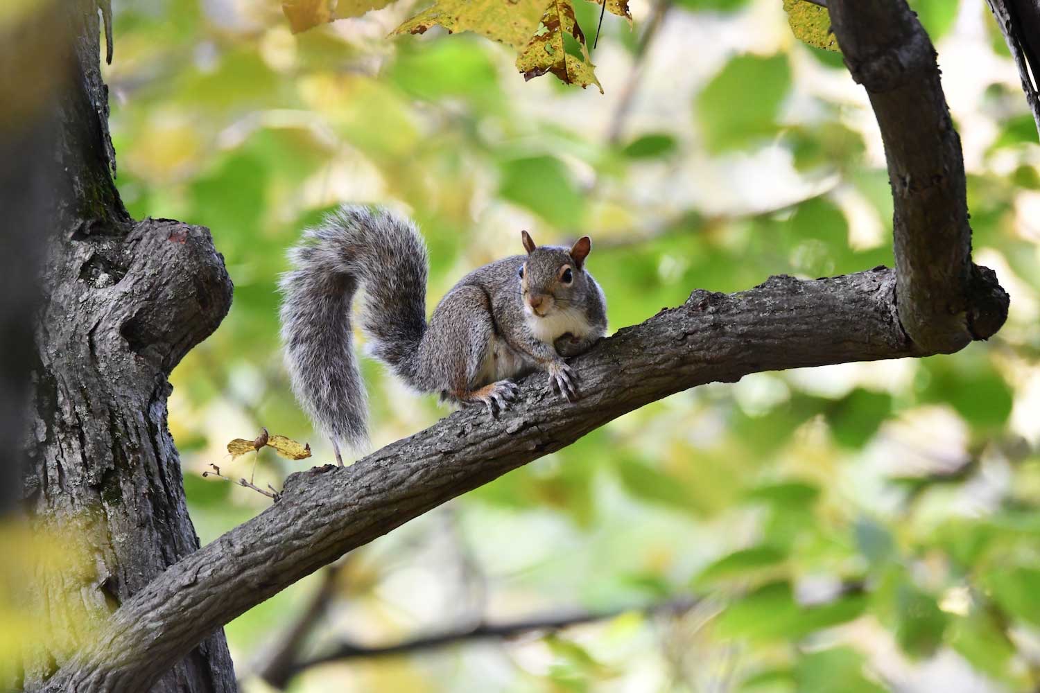 Squirrels also help bury and disperse juniper seeds