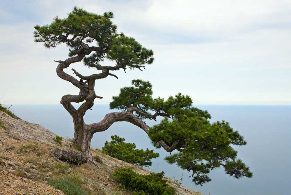 A juniper tree growing in rugged, high-altitude terrain