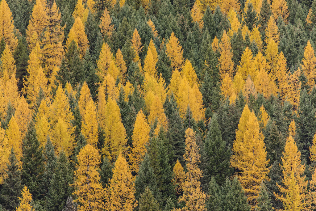 Black pine withstands harsh climates and nutrient-poor soils