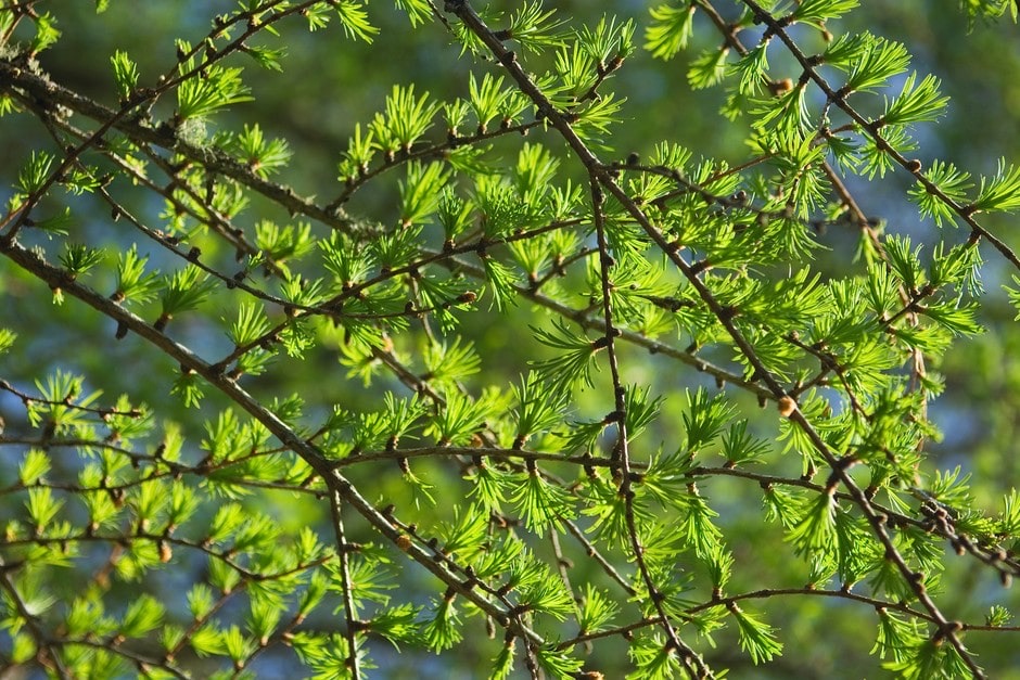 Black pine, a resilient conifer of Türkiye's forests