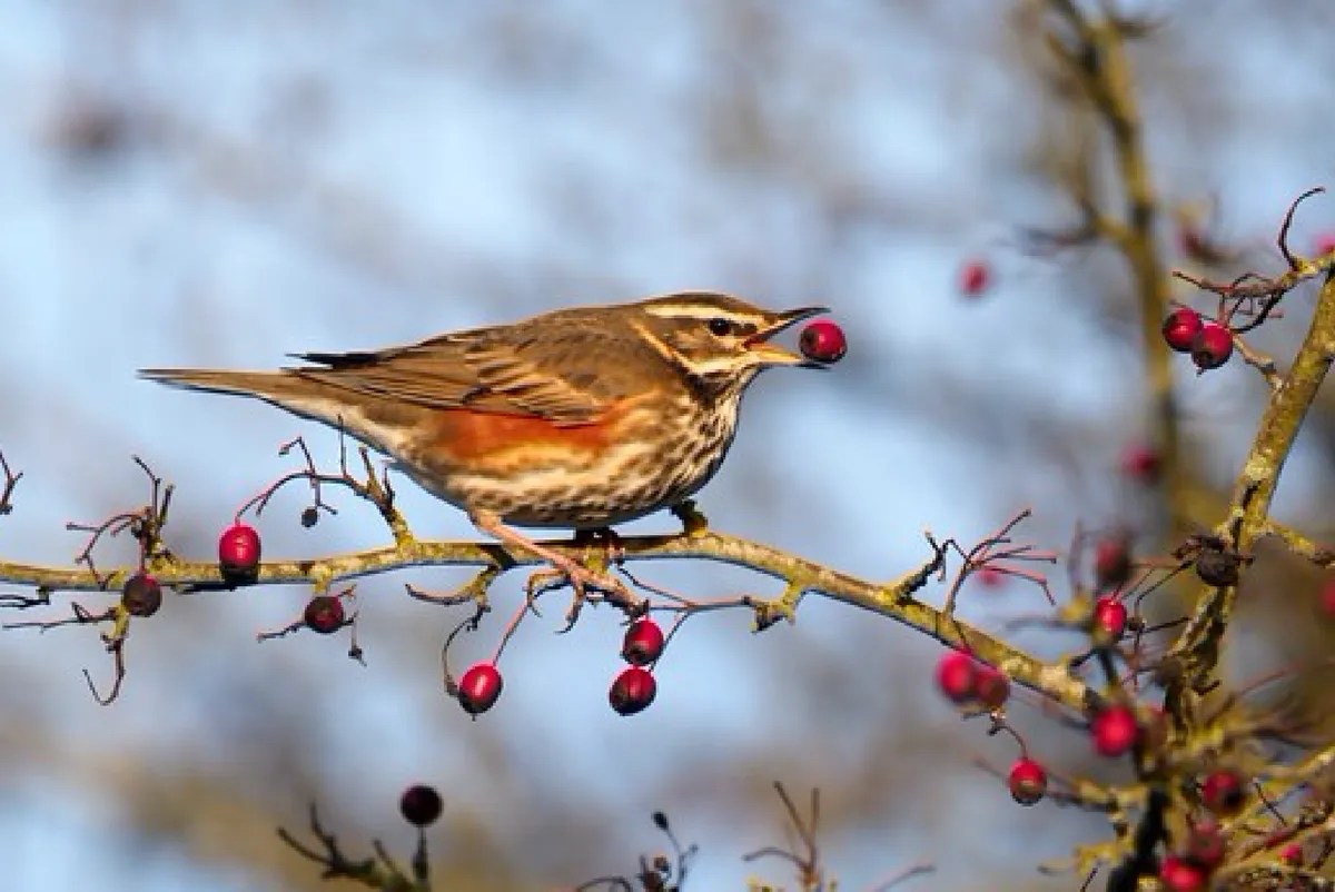 The mistle thrush helps disperse juniper seeds