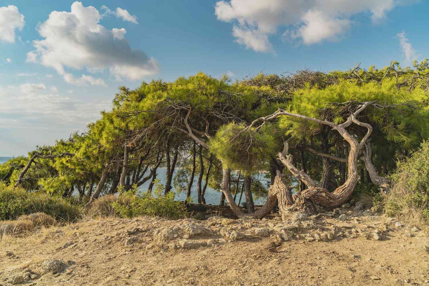 Turkish red pine landscape along the Mediterranean coast