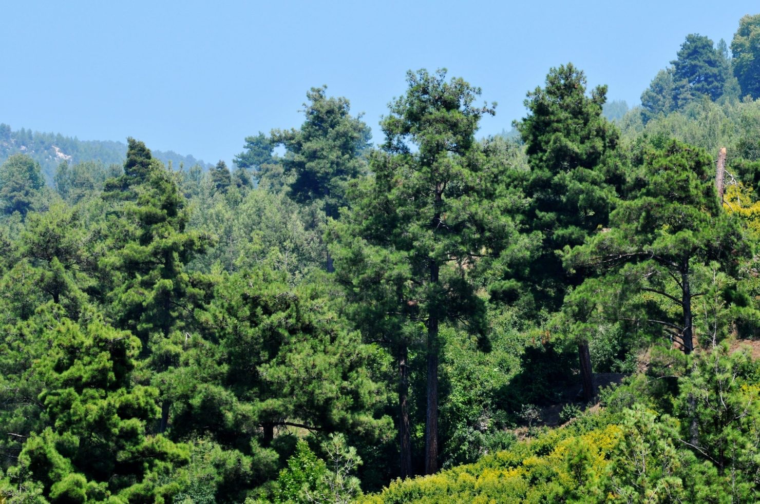 Turkish red pine, adapted to fire-prone Mediterranean environments