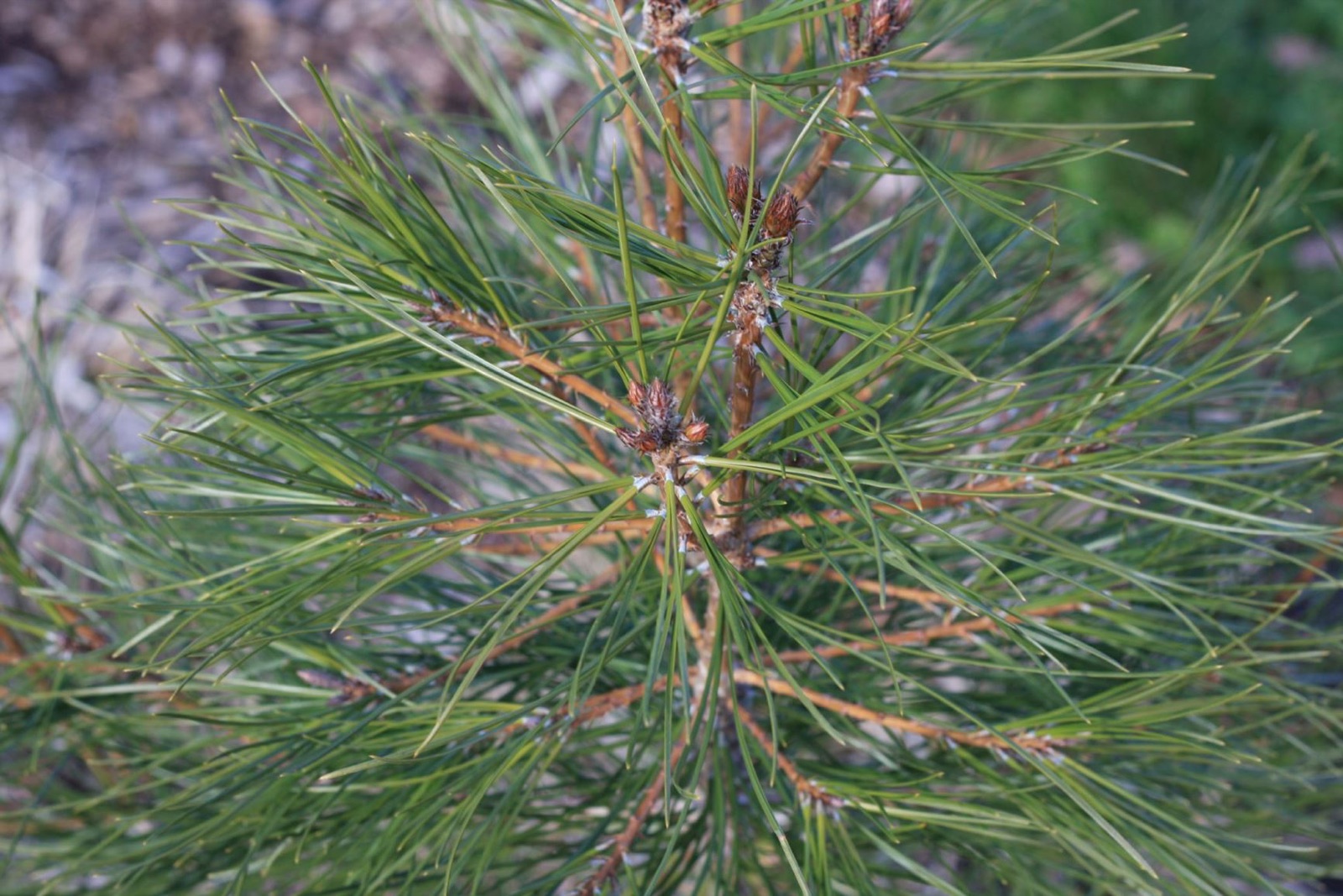 Turkish red pine forest