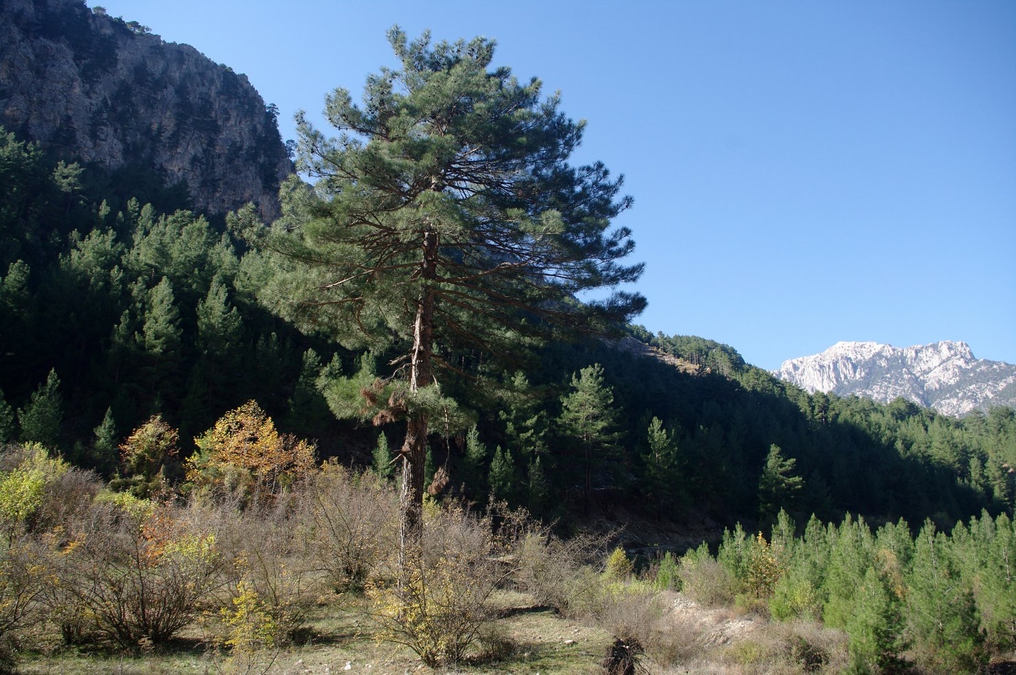 A Turkish red pine (Pinus brutia)