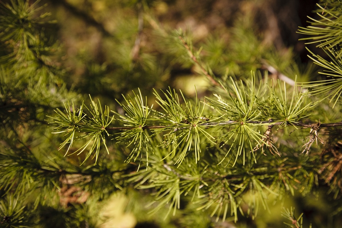 Black pine is widely used in ecological restoration